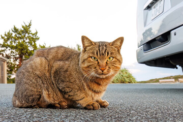 岬の守り神の美しい猫たち。
Beautiful cats, the guardians of the...