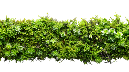 Green moss line, frame isolated on a transparent background