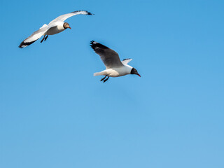 Seagull flying on blue sky in the tropical sea.