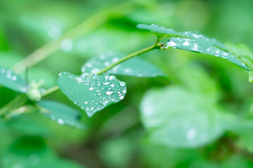 新緑の葉と朝露