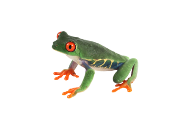 Red-eyed tree frog on isolated background, red-eyed tree frog (Agalychnis callidryas) closeup