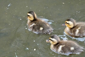 baby of eurasian spot billed duck 