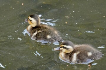 baby of eurasian spot billed duck 