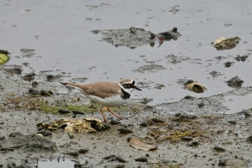 little ringed plover in a pond