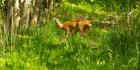 The European roe deer (Capreolus capreolus)