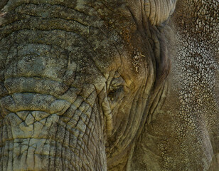 Close-up of African Elephant (Loxodonta africana).