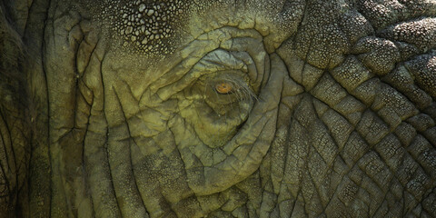 Close up of the eye of a female African elephant
