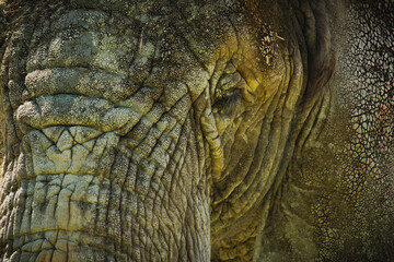 Close-up of African Elephant (Loxodonta africana).
