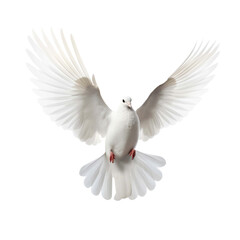 Obraz premium A white pigeon flying isolated on transparent background.