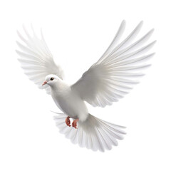 flying white dove isolated on white background. 