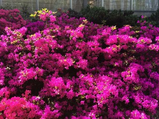 azalea flowers texture