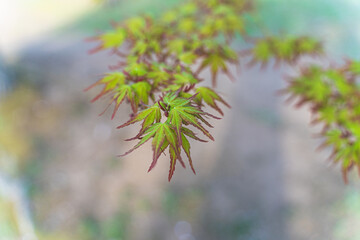 close up of pine tree