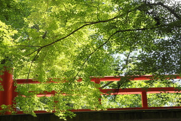 京都　青モミジと赤い橋