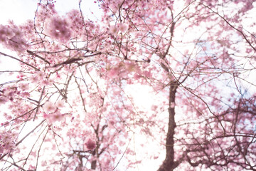 pink cherry blossom