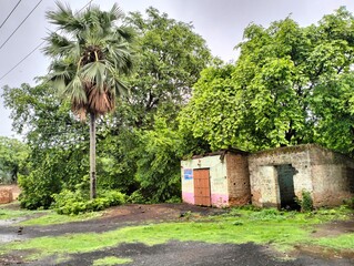 Old House in the Forest