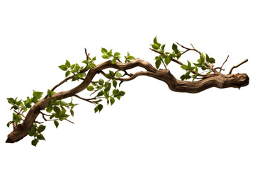 Dancing Emerald Canopy on Transparent PNG Background.