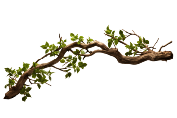 Dancing Emerald Canopy on Transparent PNG Background.