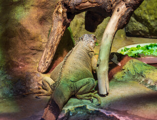 Detail of Green iguana lizard.
