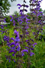 Blooming plant of meadow clary or sage with purple flowers, Salvia pratensis