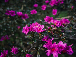 Pink flowers in the garden