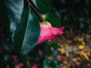 Camellia flower