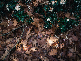 Leaves on the ground