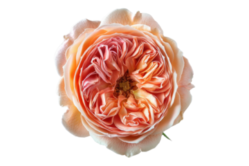 Juliet rose Isolated on white background