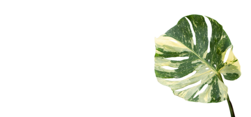 Monstera variegated leaf isolated on transparent background and space with PNG file, design card and add text concept