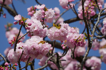 八重桜の美しき瞬間