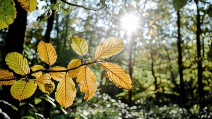 Serene Forest Scene with Heart-Shaped Leaves