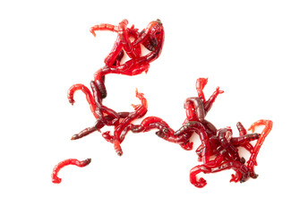 Red bloodworms isolated on white background