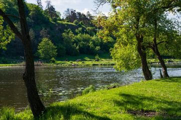 Green juicy lush grass and trees on calm river bank. Sunny day, deep shadows