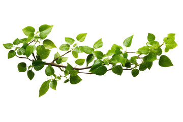 Obraz premium Dancing Sprig: A Ballet of Green and White on Transparent PNG Background.