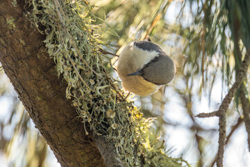 Pygmy Nuthatch on tree