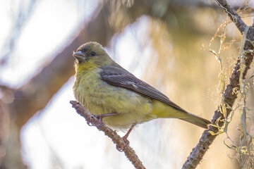 Lesser Goldfinch perched on branch