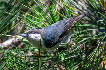Pygmy Nuthatch on tree