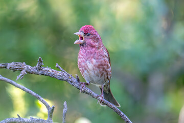 Purple Finch on branch