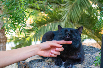 Relaxed Black Cat Enjoys Gentle Chin Scratch in Tropical Garden at Noon
