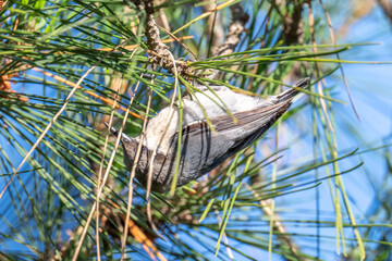 Pygmy Nuthatch on tree