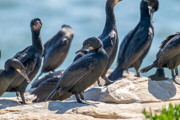 Brandt's Cormorants