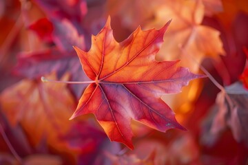Vibrant autumn maple leaf