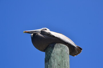 A large pelican perches on a wooden pole, attentively observing the photographer, against the...