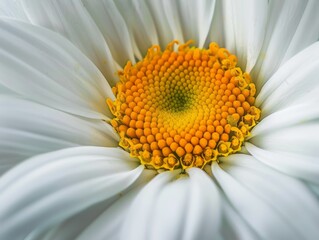 Vibrant Daisy Flower Macro