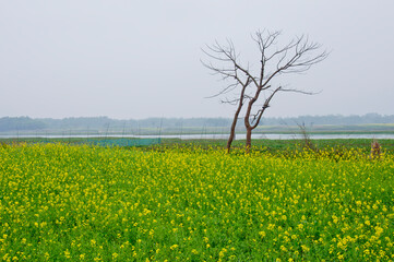 The colorful winter landscape of west Bengal, India in afternoon. 
