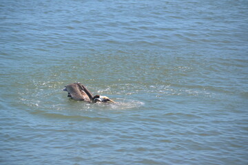 Fototapeta premium A brown pelican diving for a meal, its head just above water, its beak submerged at Ponce Inlet, Beach, Florida. 