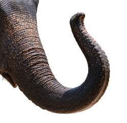 Elephant trunk isolated white background