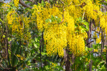 Beautiful yellow flowers on a tree in the tropics