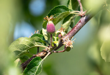 Small apple fruits on a tree in spring. Close-up