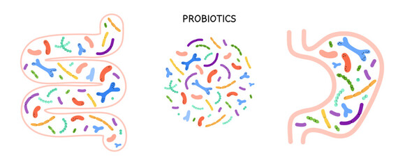 Stomach Intestines Probiotics. Different colorful microbiome and microbiota. Bifidobacterium and lactobacillus, supplement ad elements. Gastrointestinal health vector cartoon isolated illustration