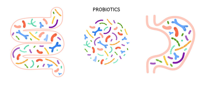 Stomach Intestines Probiotics. Different colorful microbiome and microbiota. Bifidobacterium and lactobacillus, supplement ad elements. Gastrointestinal health vector cartoon isolated illustration